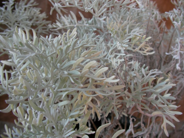 Цинерария Маритима Сенецио (Cineraria maritima Senecio)