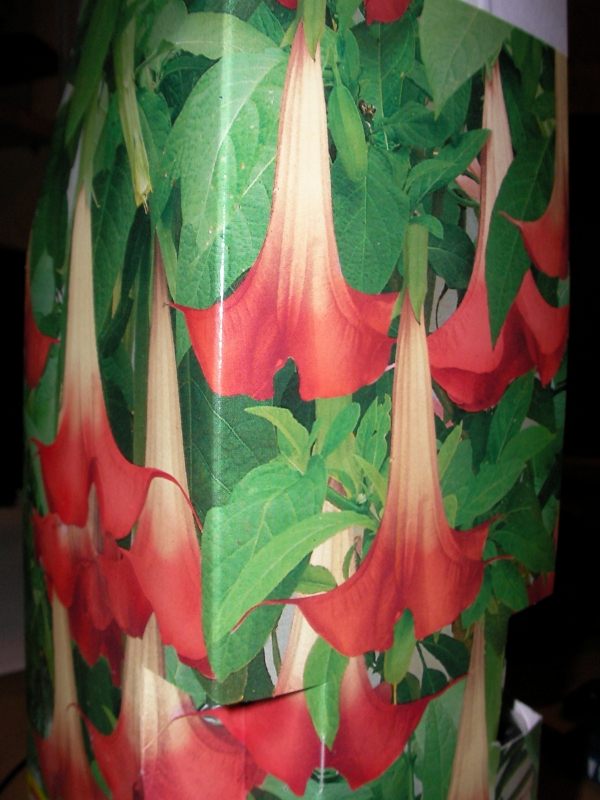 Датура червена Бругманзия, Ангелски тромпети (Datura Brugmansia)