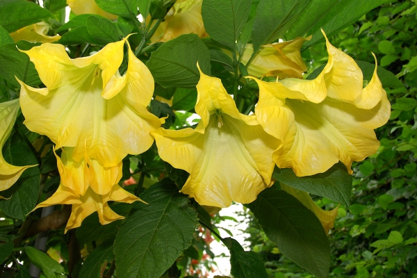 Датура жълта Бругманзия, Ангелски тромпети (Datura Brugmansia)
