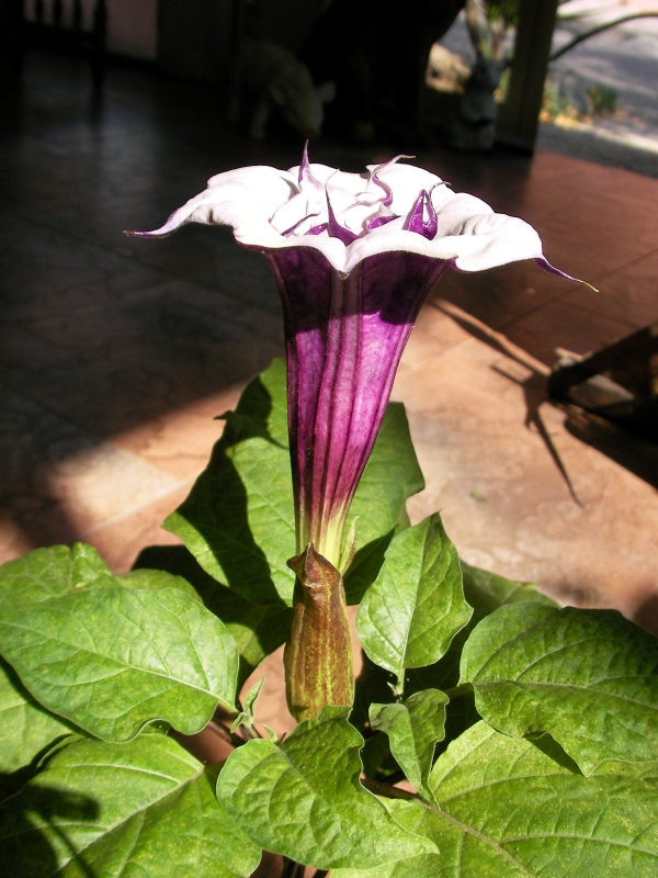 Датура Метел (Datura metel)