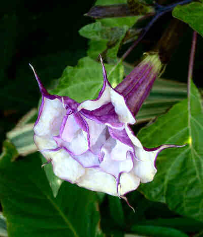 Датура Метел (Datura metel)