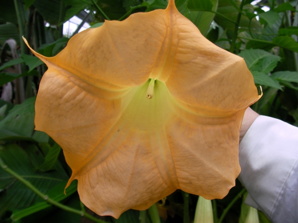 Датура охра Бругманзия, Ангелски тромпети (Datura Brugmansia)