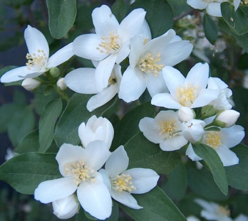 Филаделфус (Philadelphus)