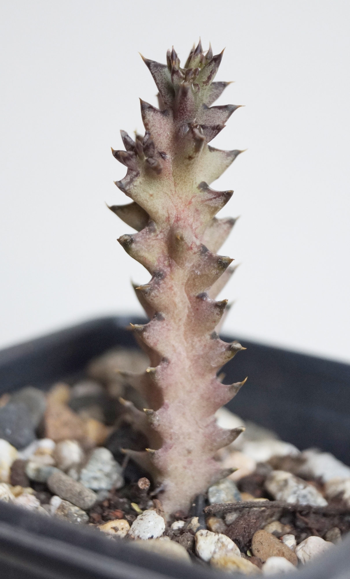 Едитколея грандис (Edithcolea grandis Maji-Ya chumvi)