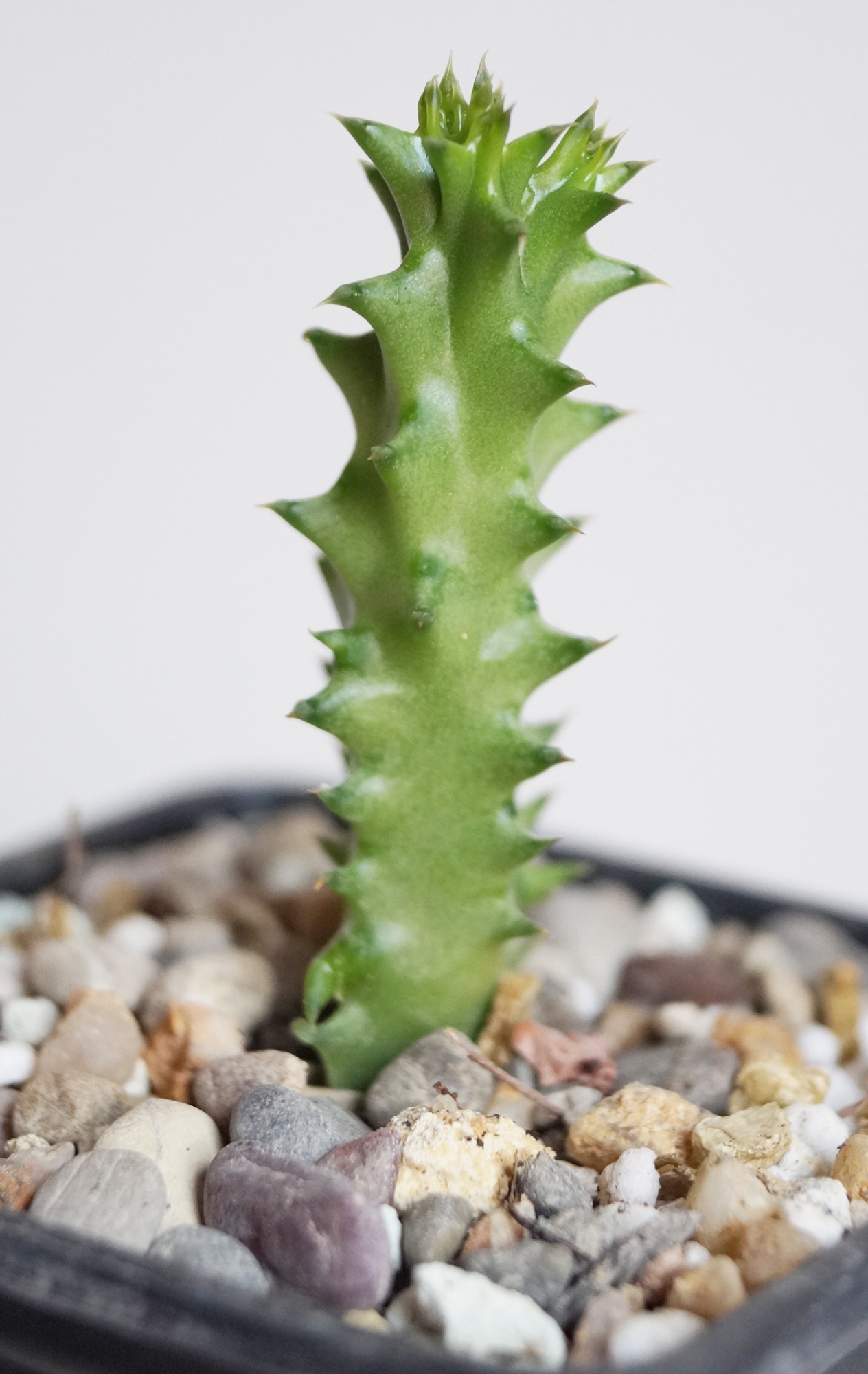 Едитколея грандис (Edithcolea grandis Wangala)