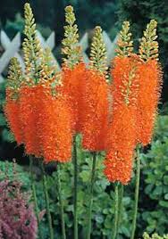Еремурус (Eremurus Cleopatra)