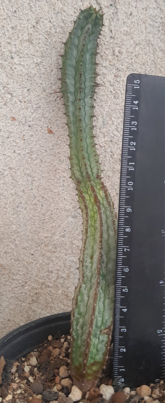 Еуфорбия (Euphorbia horrida striata)