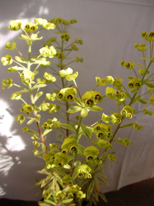 Еуфорбия вариегата (Euphorbia)