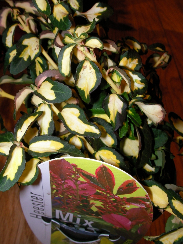 Евонимус (Euonymus)