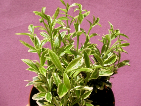 Евонимус градински (Euonymus)