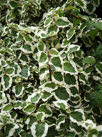 Фикус пумила (Ficus pumila)