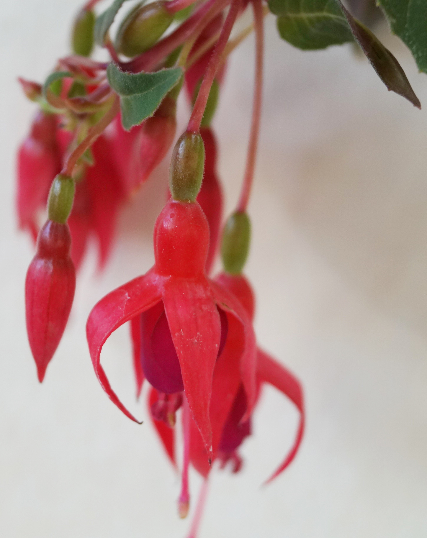 Фуксия, обичка (Fuchsia)