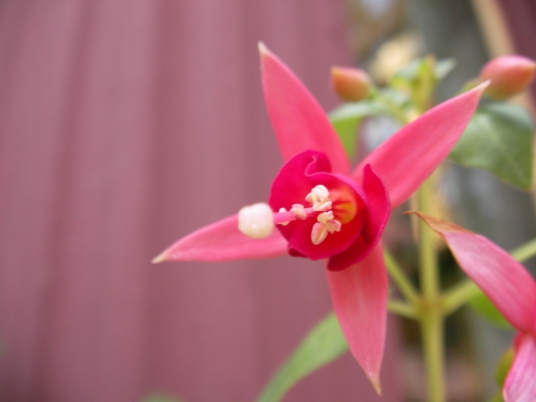 Фуксия, обичка (Fuchsia)