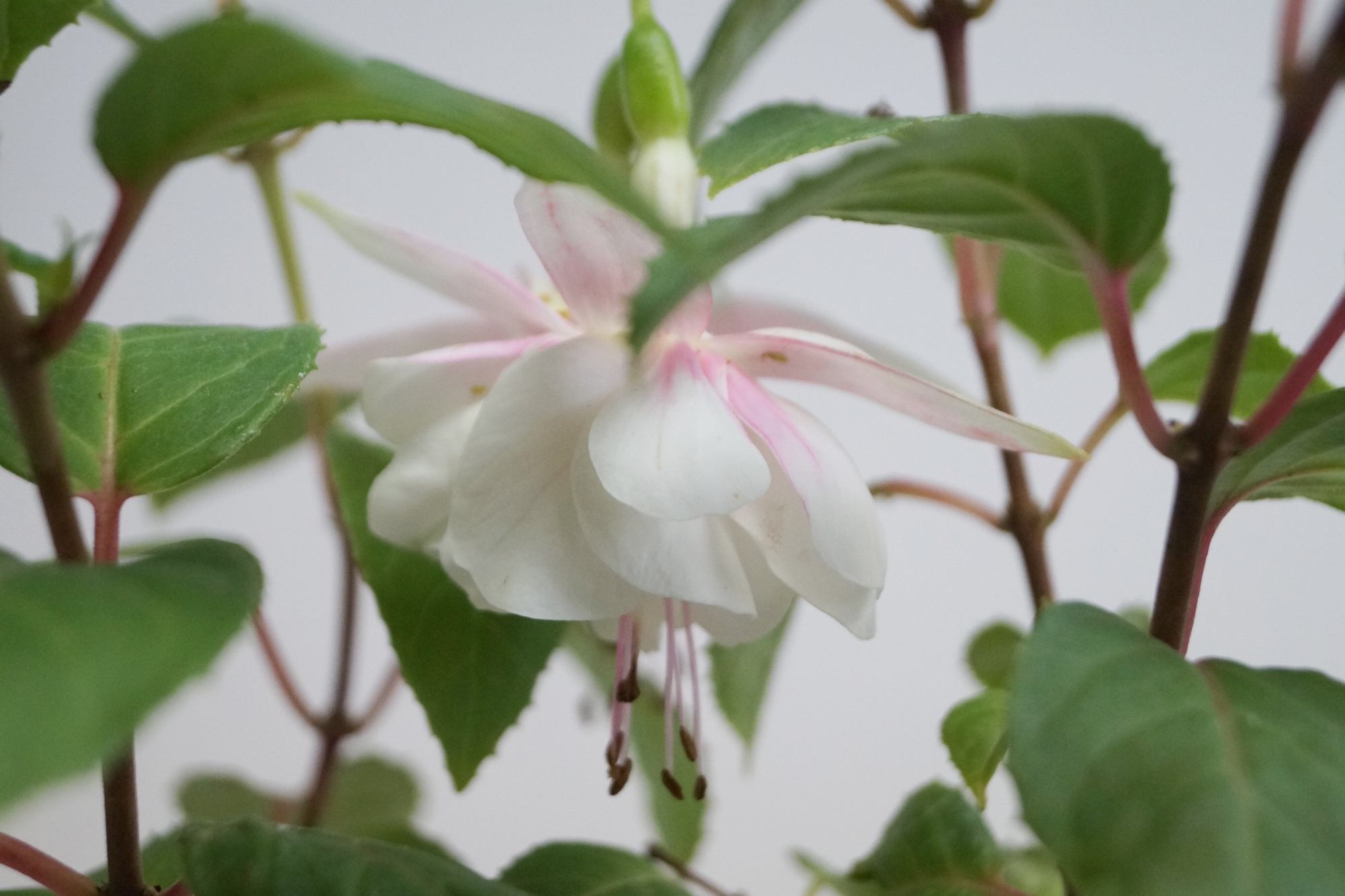 Фуксия, обичка, каскадна, кичеста (Fuchsia)