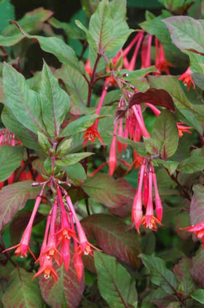 Фушия, семена (Fuchsia Fete Floral)