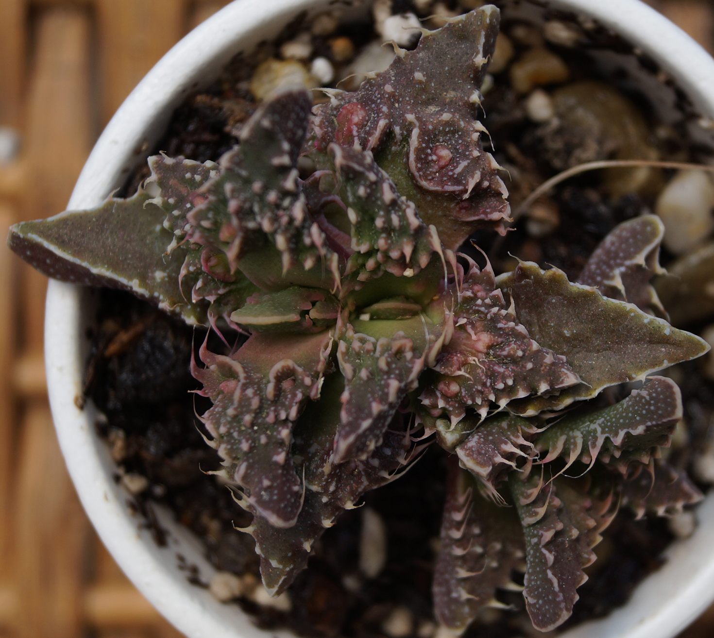 Грапава Фаукария (Faucaria subitengra) Грапава Фаукария (Faucaria subitengra)