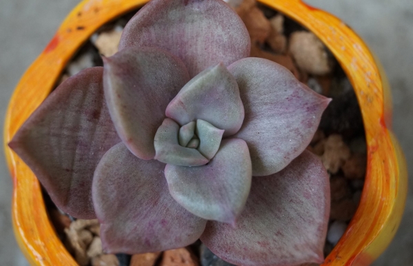 Граптоверия (Graptoveria Albert Baynesii f. variegated)