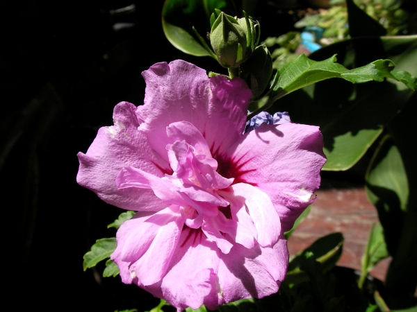 Хибискус градински, Дървовидна ружа (Hibiscus)
