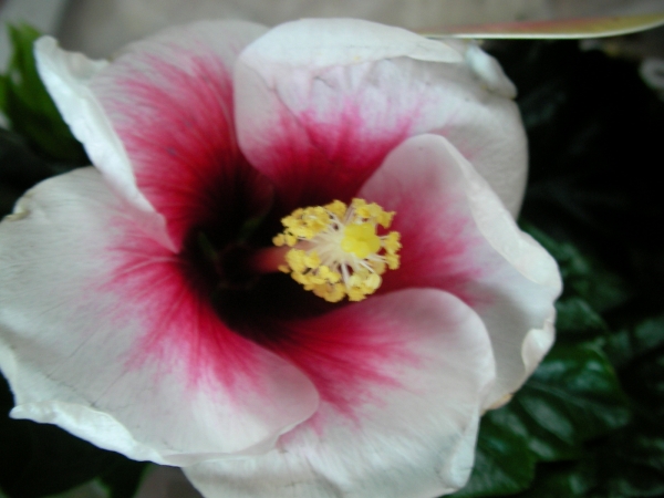 Хибискус, Китайска роза двуцветна (Hibiscus sinensis Apollo)