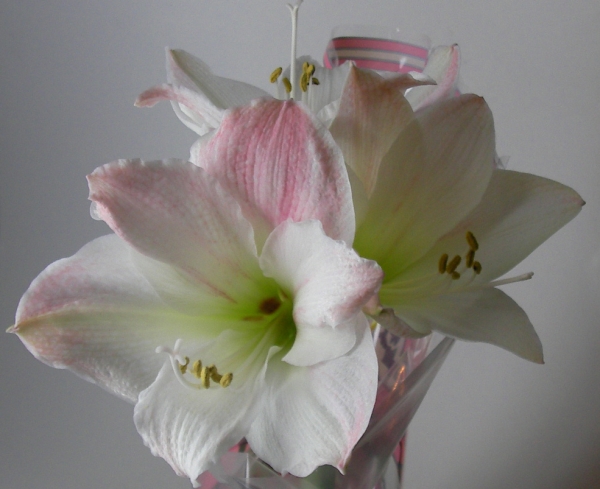 Хипеаструм Амарилис (Hippeastrum Amaryllis) Хипеаструм Амарилис (Hippeastrum Amaryllis)
