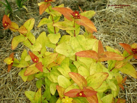 Хиперикум (Hypericum Golden Beacon)