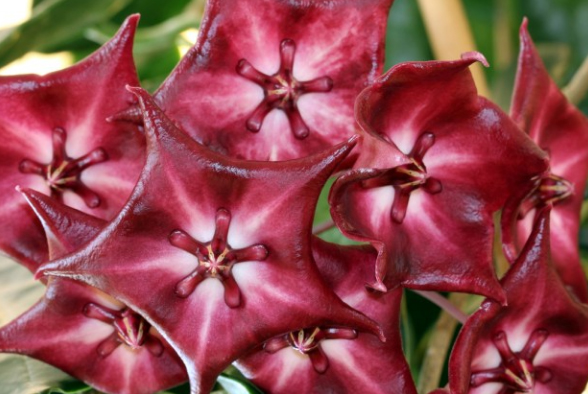 Хоя (Hoya archboldiana x onychoides)