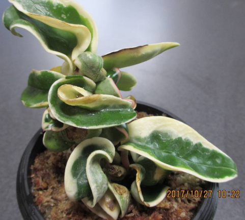 Хоя (Hoya carnosa variegated)