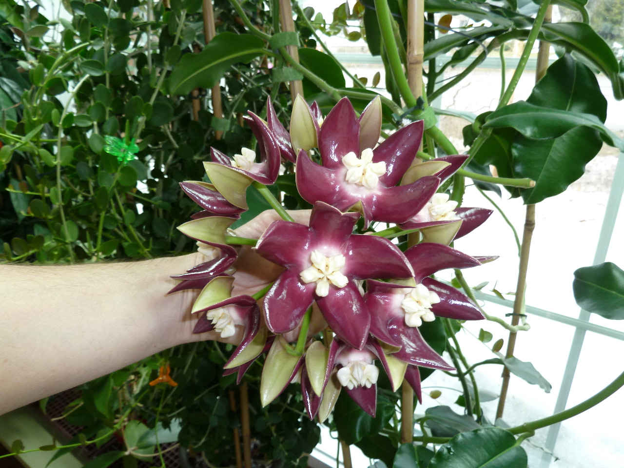Хоя (Hoya imperialis var. rauschii EXTREMELY RARE)