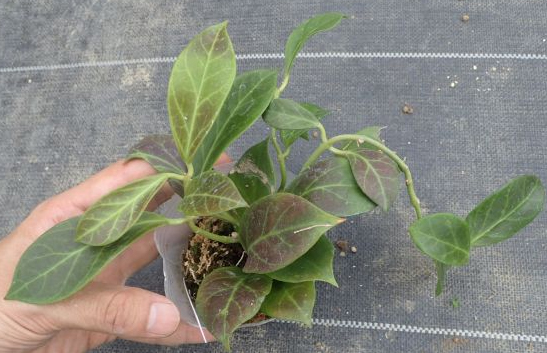 Хоя (Hoya obscula)