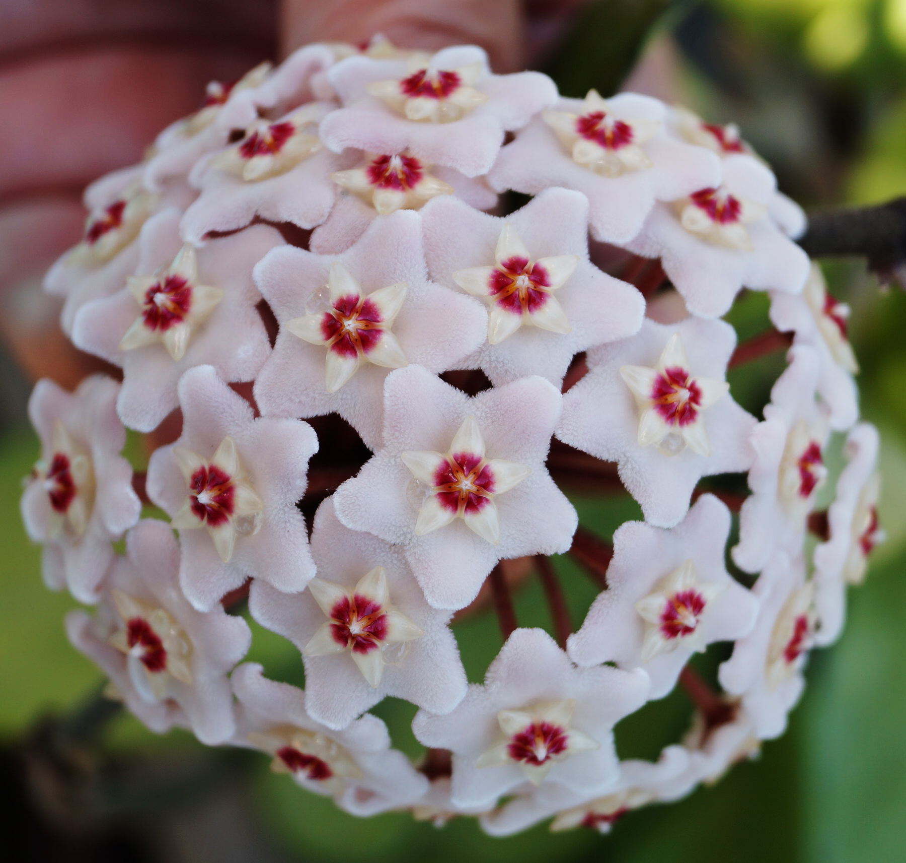 Хоя (Hoya pubicalyx cv. Pink Silver)