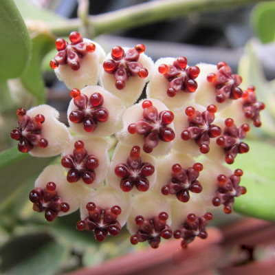 Хоя кери вариегата (Hoya kerrii variegata)