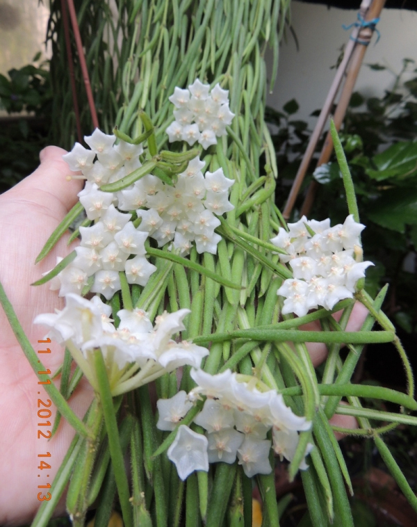 Хоя линеарис (Hoya linearis)