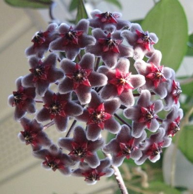 Хоя пубикаликс (Hoya pubicalyx Red Buttons)