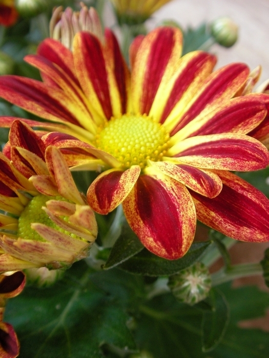 Хризантема (Chrysanthemum)