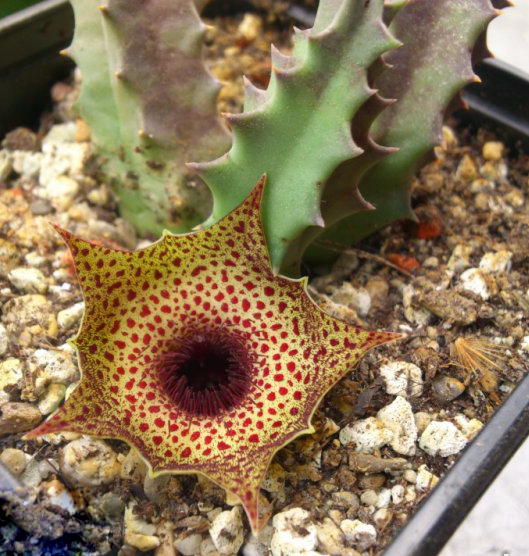 Хуерния (Huernia Campanulata)