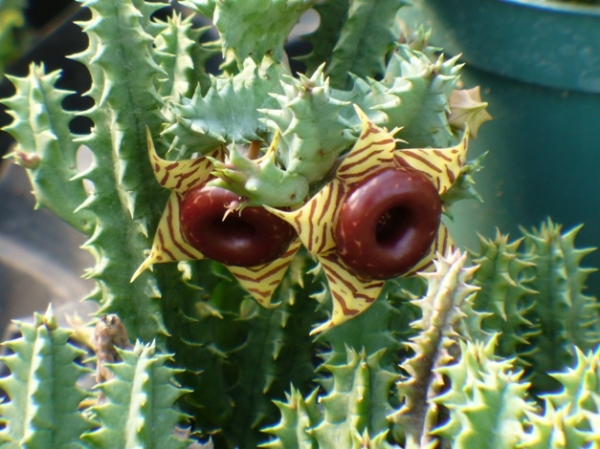 Хуерния (Huernia confusa)