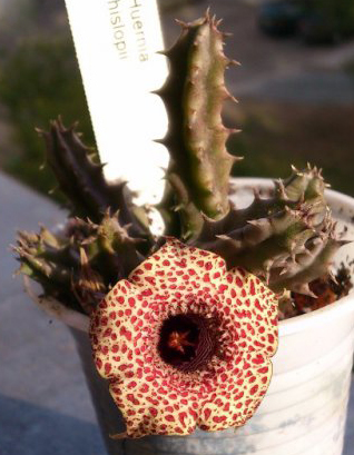 Хуерния (Huernia Hislopii)