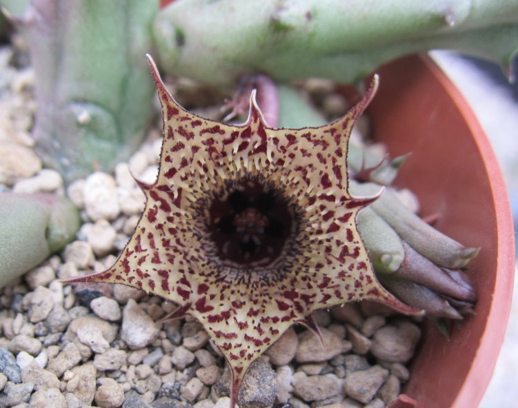 Хуерния (Huernia hislopii ssp. cashelensis)