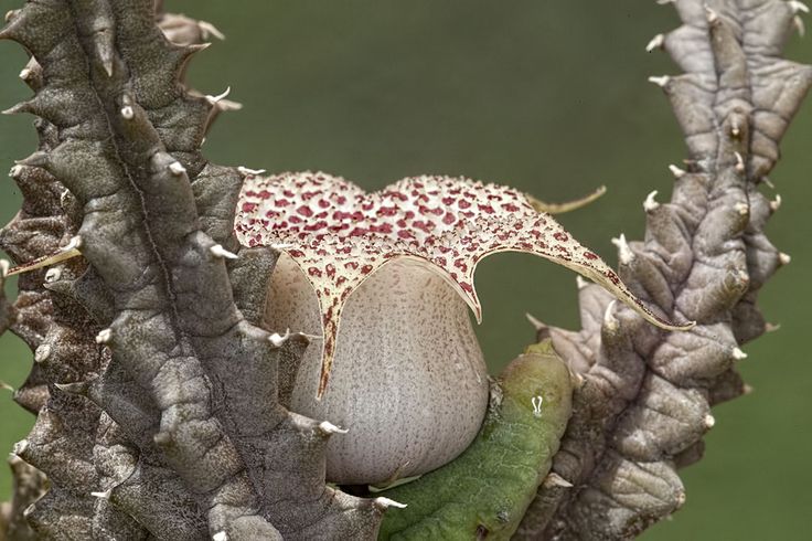 Хуерния (Huernia hislopii var. robusta)