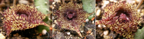 Хуерния (Huernia hystrix ssp parvula)