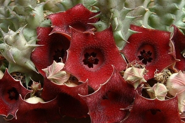 Хуерния (Huernia schneideriana)