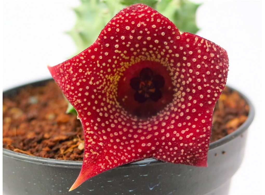 Хуерния (Huernia piersii from Carnarvon)