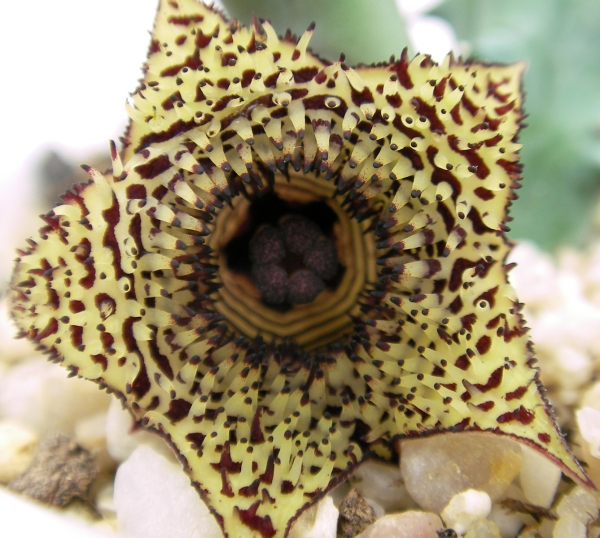 Хуерния (Huernia stapelioides)