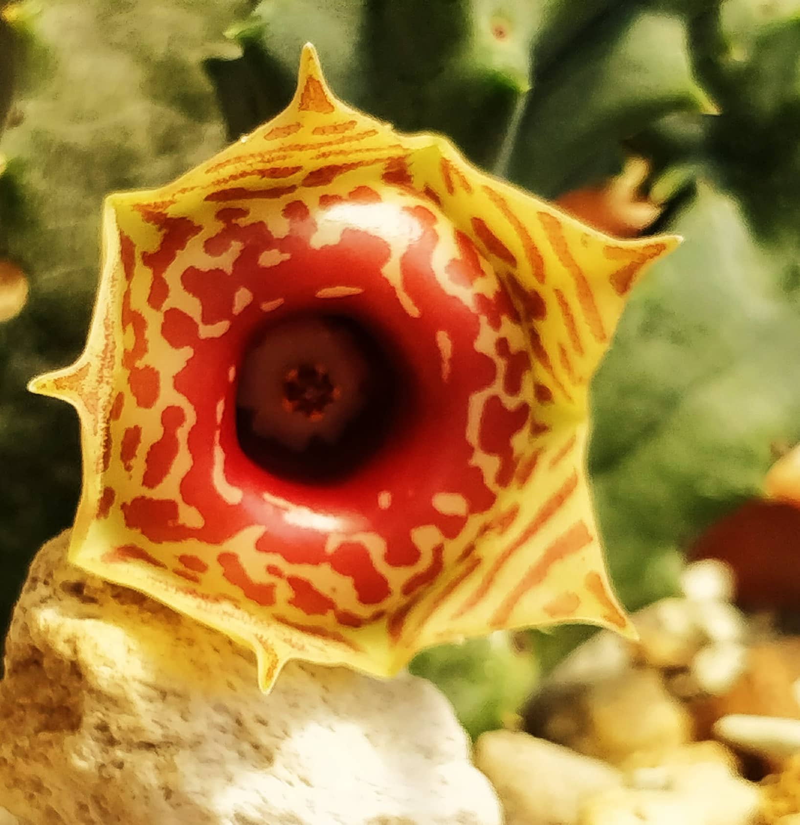 Хуерния (Huernia Zebrina ssp insigniflora)