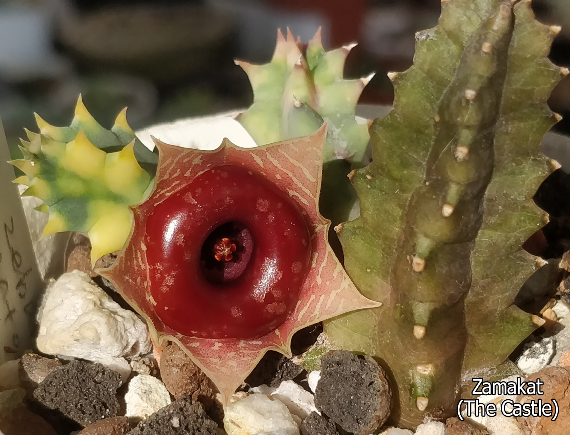 Хуерния (Huernia zebrina variegated)