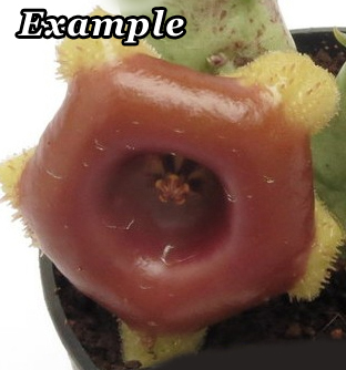 Хуерния сомалика (Huernia somalica)