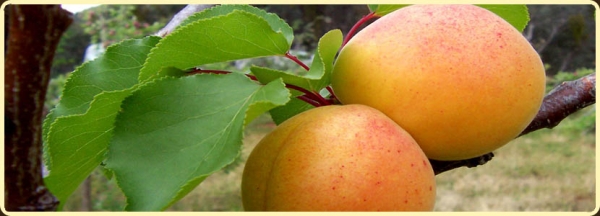 Кайсия Костюдженска (Apricot)
