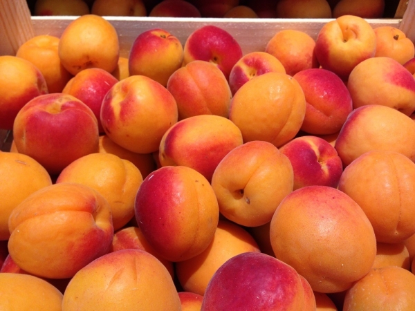 Кайсия сорт Киото, ранна кайсия (Apricot Kyoto)