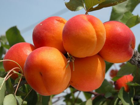 Кайсия сорт Роксана (Apricot)