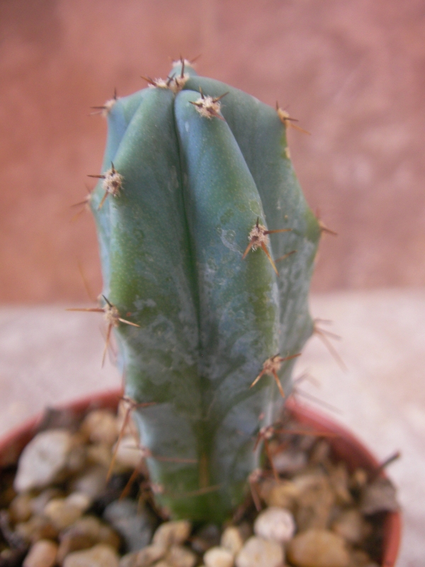 Миртилокактус (Myrtillocactus geometrizans)